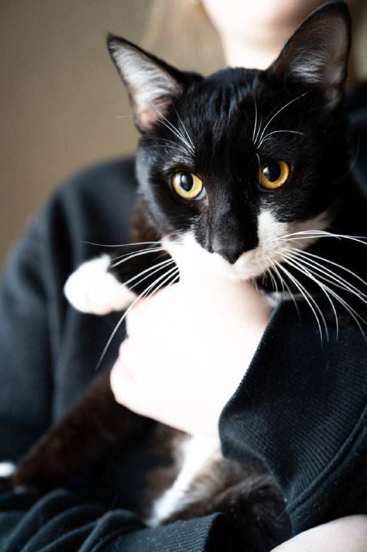 Котёнок Дэни для заботливого дома 3