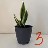 Комнатные растения, полка 3