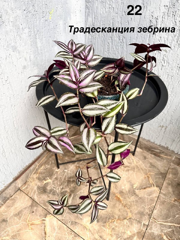 Комнатные растения: традесканция, мини-хризантемы, авокадо, Phalaenopsis mini 3