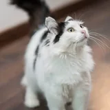 Кошка 4