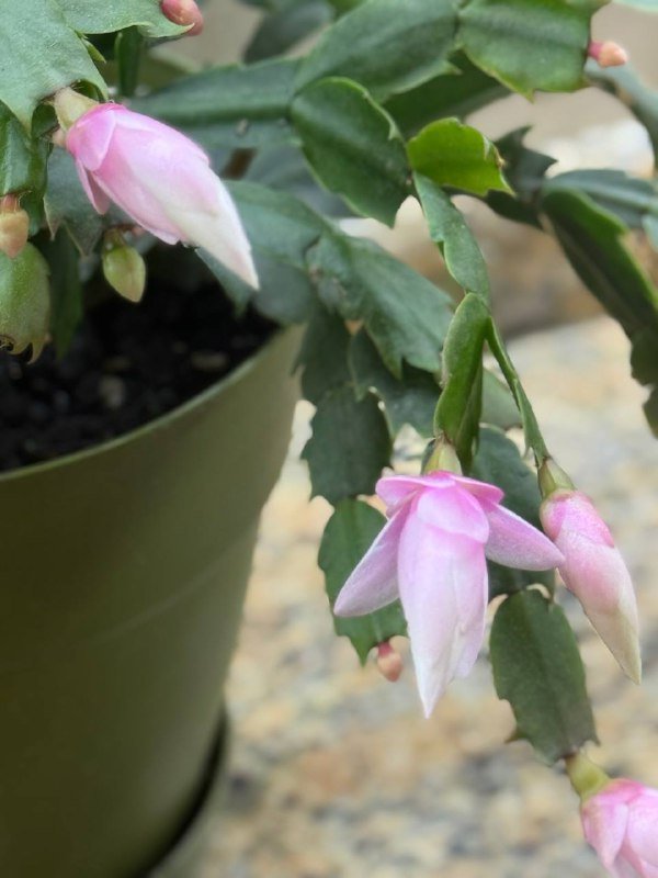 Растение Дикабрист цветущее