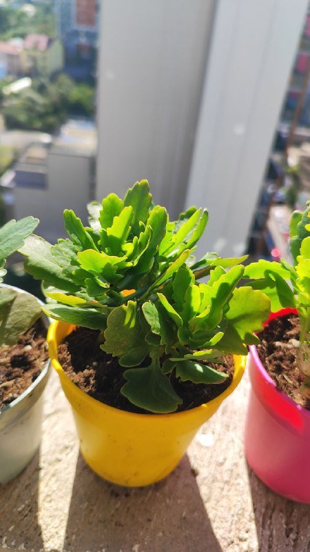 Крупные отростки каланхоэ с корнями в горшочке 3