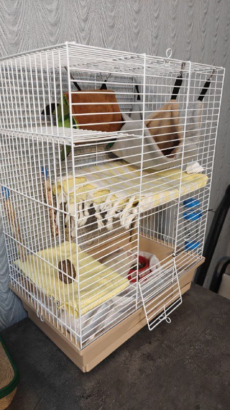 Крыска с двухэтажным домиком и кормом 5