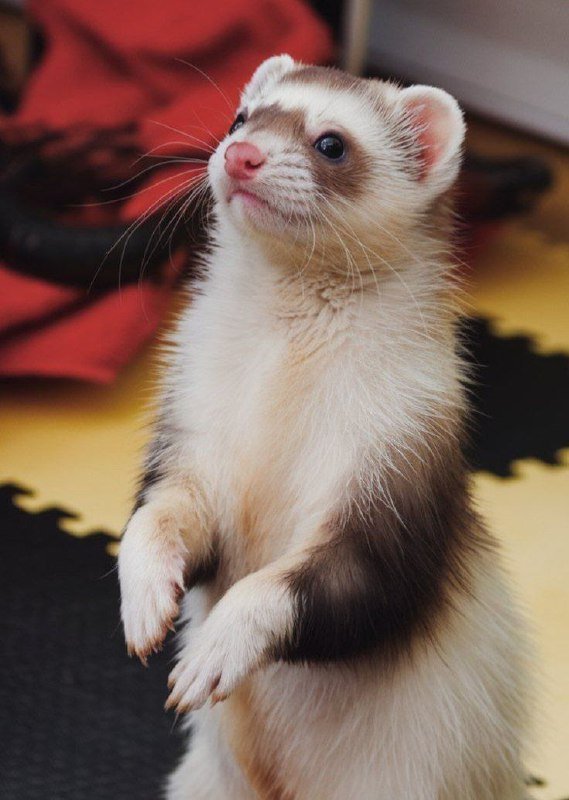 Профессиональная зоогостиница, передержка питомцев, выгул собак, пэтситтер