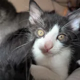 Котята Пухля, Богатырь и Пузырик 4