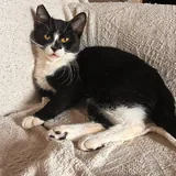 Кошечка Шоко и котик Паша 3