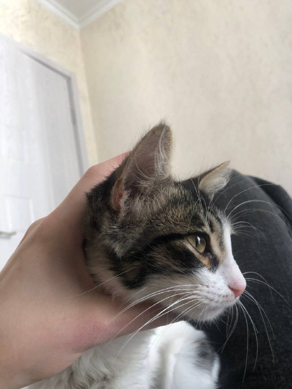 Котёнок девочка ищет дом