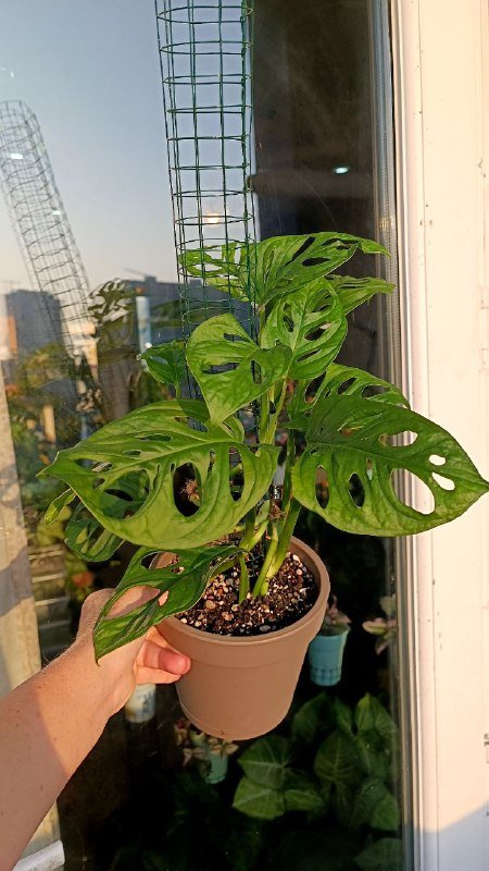 Монстера Манки растение на сетчатой опоре