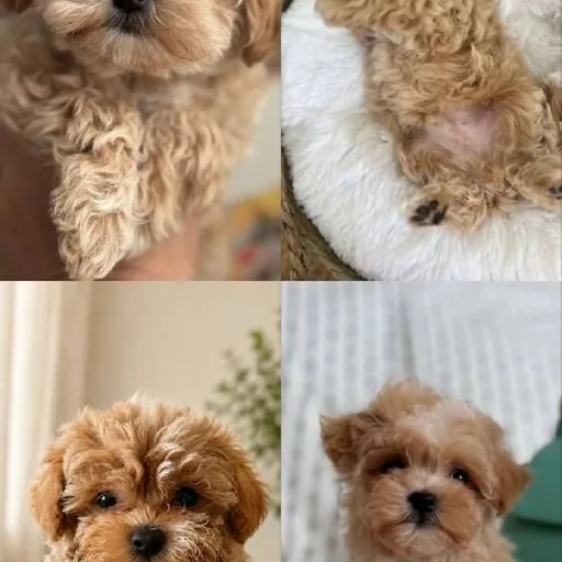 Корейские щенки мальтипу
