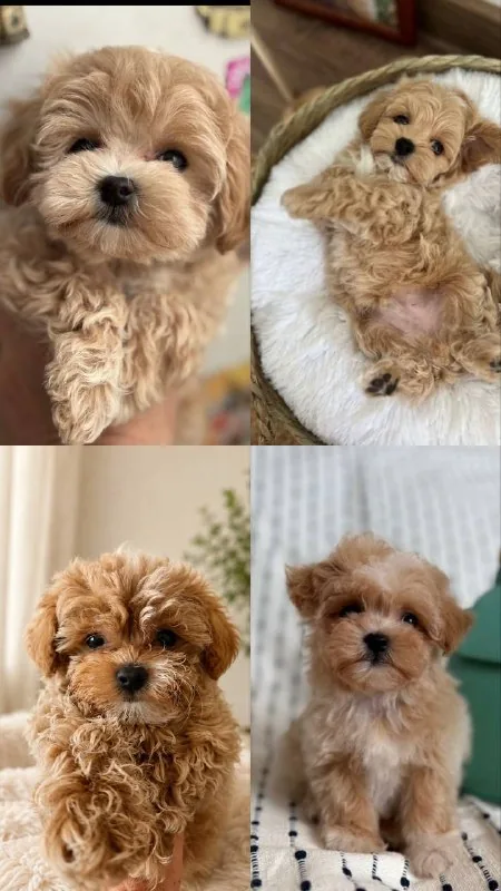 Корейские щенки мальтипу