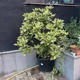Аукуба японская 1