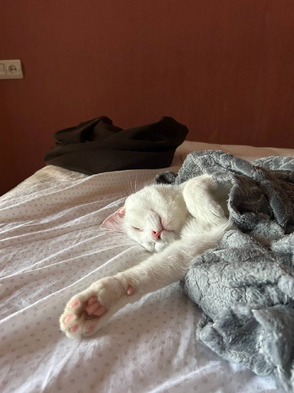 Кот Хори 1.8 года кастрированный привитый ласковый