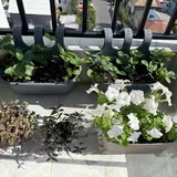 Комнатные растения, клубника, петуния, папоротник, кашпо 3
