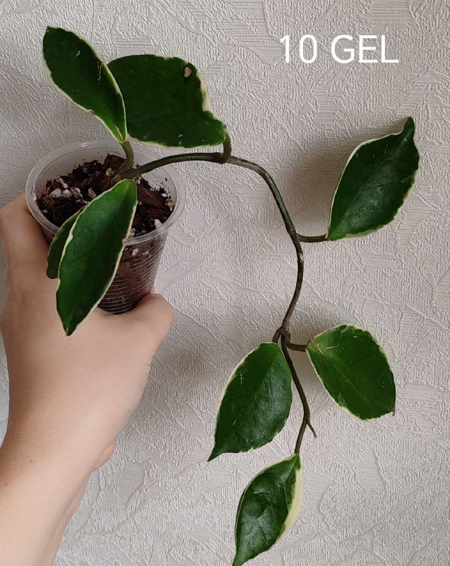 Растение Хойя 5