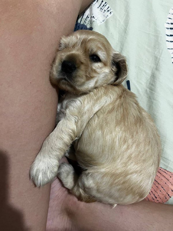 Щенок английского кокер спаниеля девочка