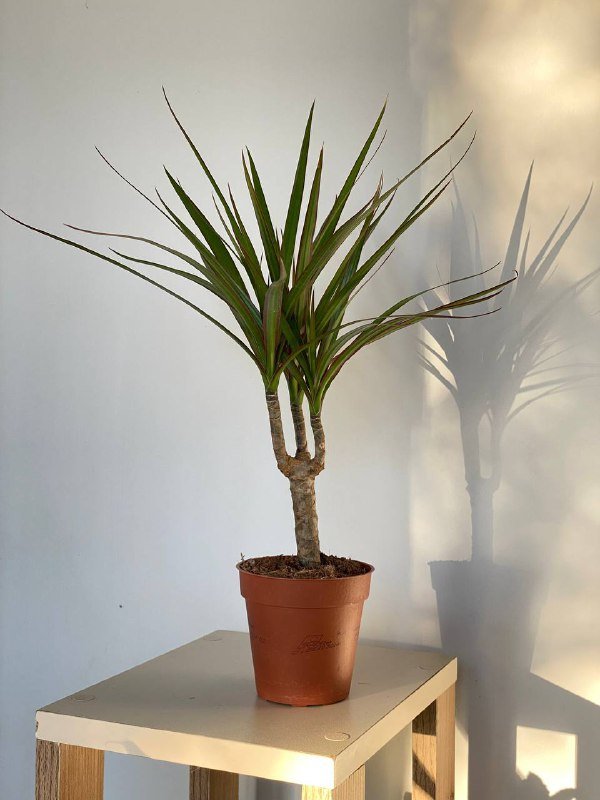 Драцена маргината в транспортировочном горшке