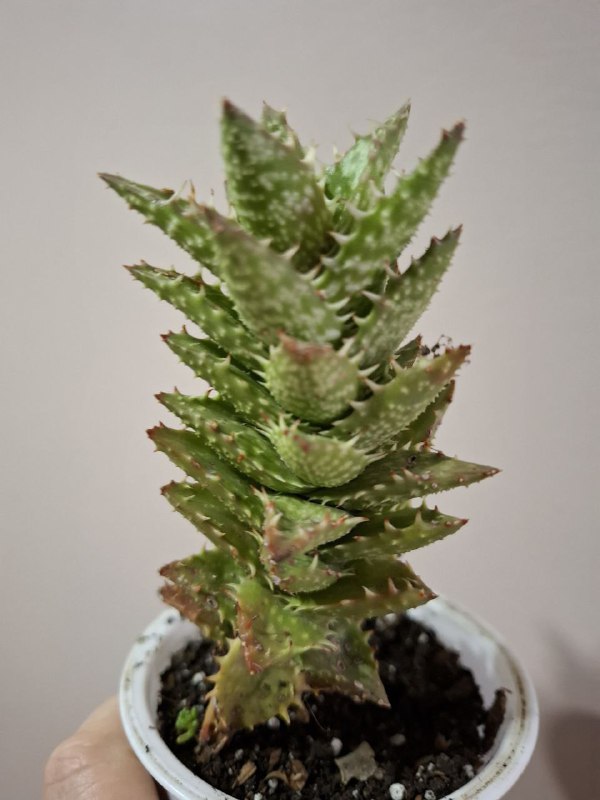 Рассада перцев, суккуленты, сингониум, эхеверия, алоэ, индийский лук 10