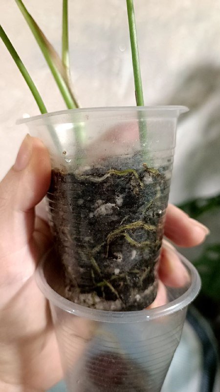 Монстера Манки, Сциндапсус Пиктус, Филодендрон Медуза, Рафидофора 10