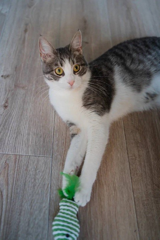 Кошка Гаечка ищет дом 4