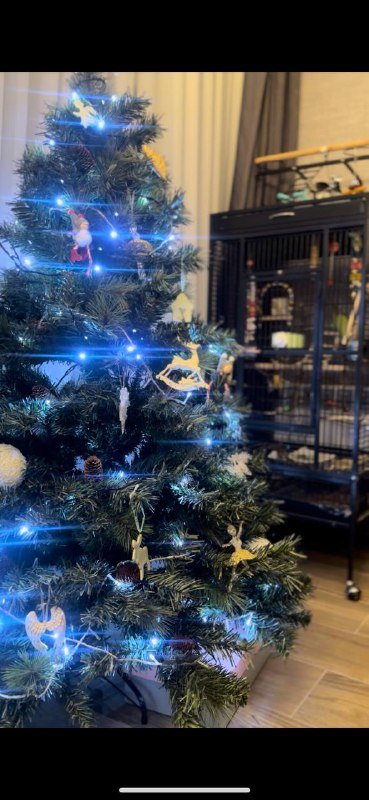 Ёлка с шишками 1,5-1,6 метра 2