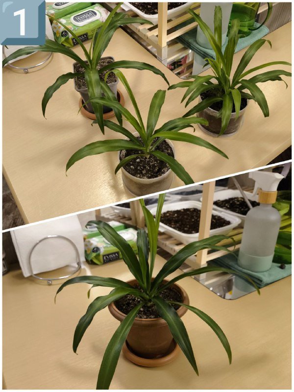 Хлорофитумы, наушники Acer, Xiaomi, Wi-Fi устройства, мужская одежда, обувь