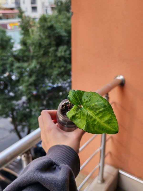 Спатифиллум, Монстера манки, Сингониум 4