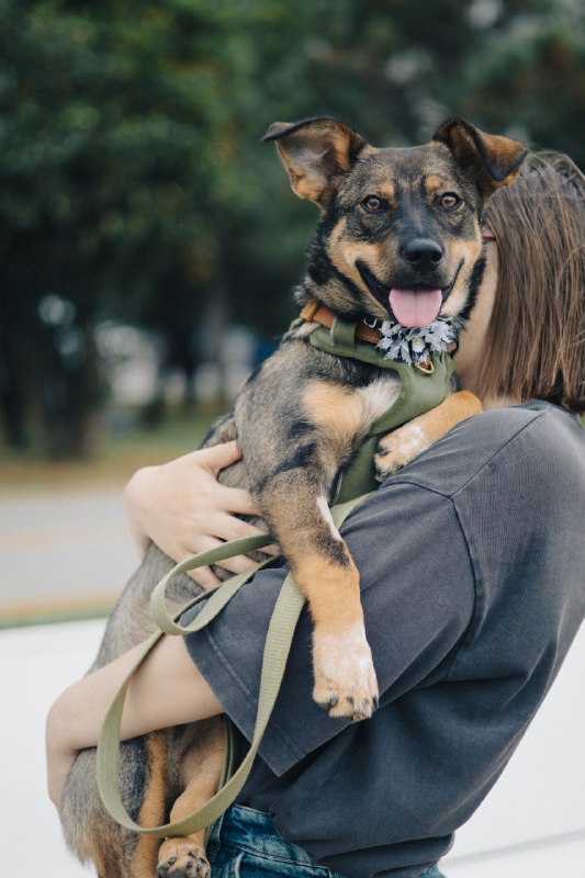 Щенок Топа ищет дом 5