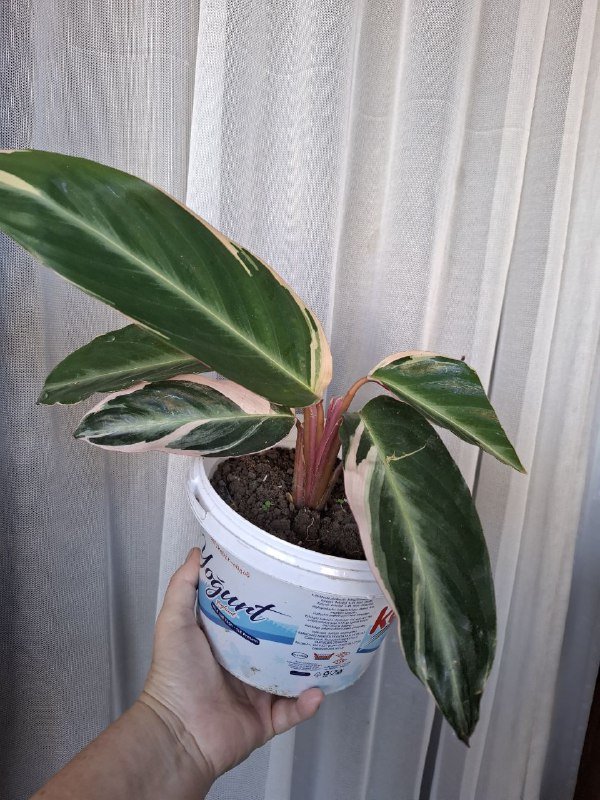 Монстеры, строманта, бегония, папоротник, традесканция, суккуленты, каланхоэ