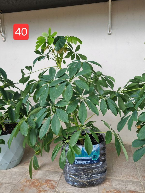 Цветы шефлера в горшках и пластике 6