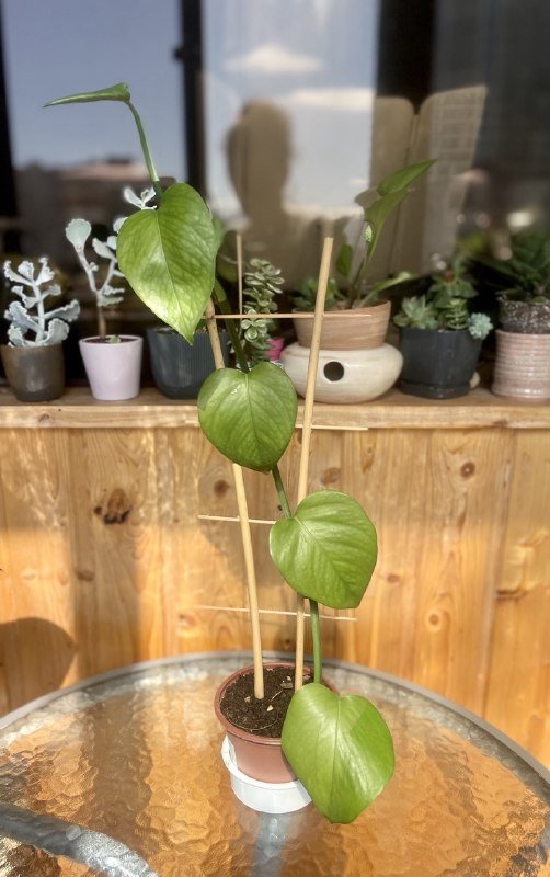 Домашнее растение Эпипренум на опоре
