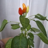 Комнатные растения 1