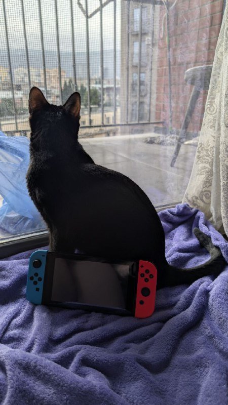 Nintendo Switch, зарядное, база, чехол и игра Persona 5