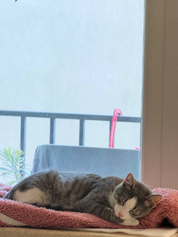 Котенок около 7 месяцев ищет дом 2