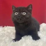 Котята британской породы 1