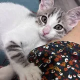 Котёнок 2