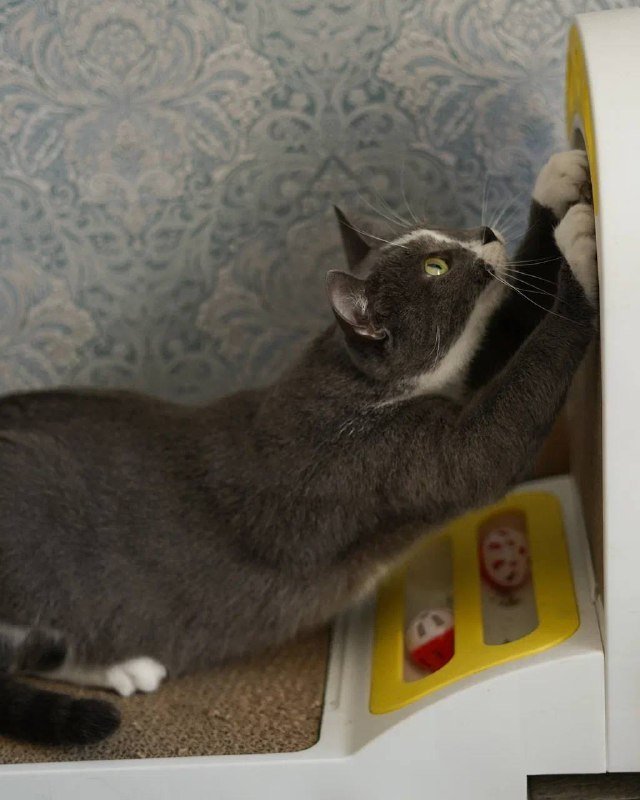 Кошечка Кассиопея для дома 2