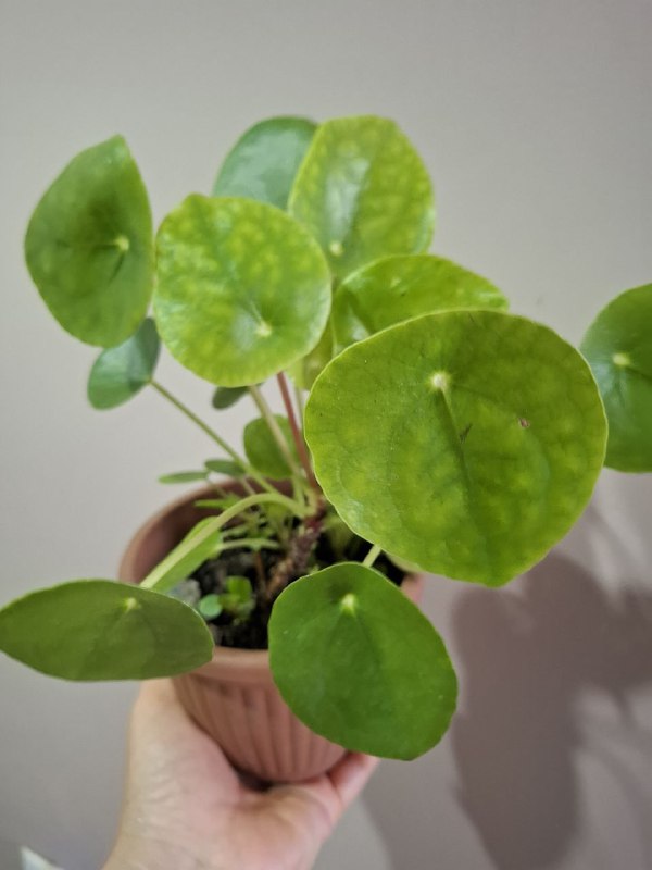 Фикус крупнолистный, переромия, оттона, шеффлера, традесканция, сингониумы 3