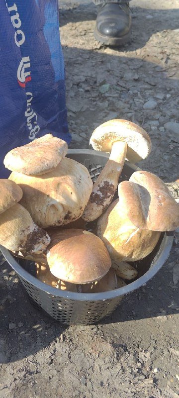 Поездки с гидом грибником в осенний лес Тбилиси 3