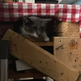 Кот Тихомир ищет стабильный дом 1