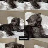 Котёнок 2