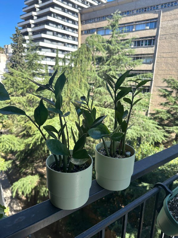 замокулькас 2 штуки