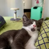Котенок 2