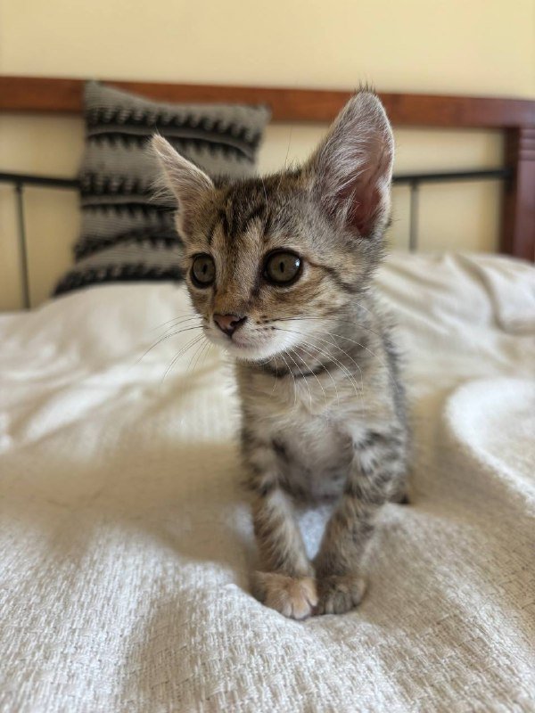 котенок девочка 3 месяца 2