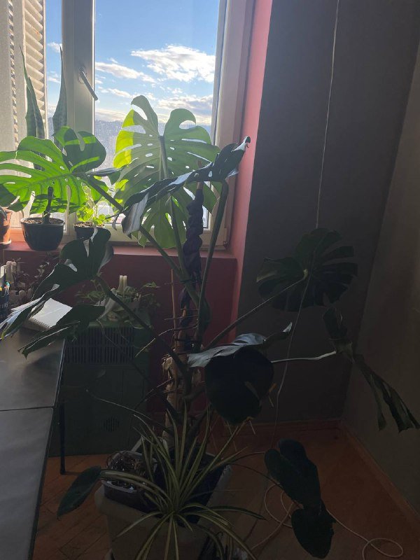 Монстера 1,5 метра высота 1