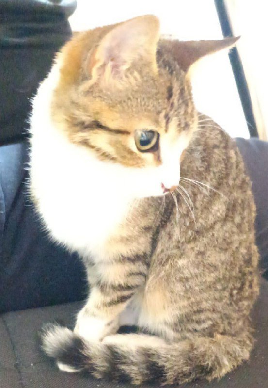 Котенок в добрые руки