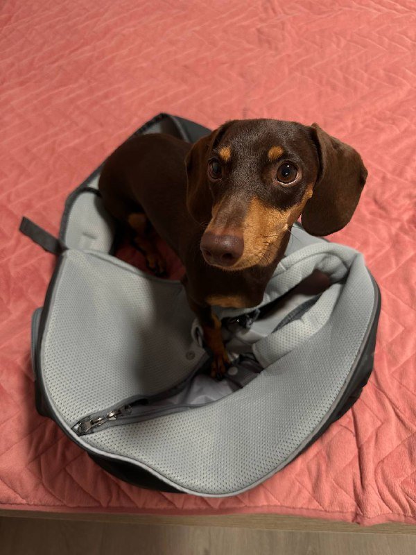 Сумка переноска для животного 2