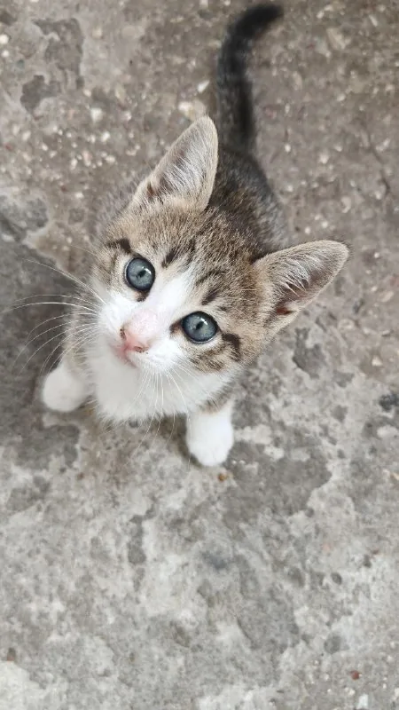 Котята 1