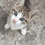 Котята 1