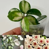 Малыши монстера, сансевиерия, замиокулькас, аглаонема, хойя 6