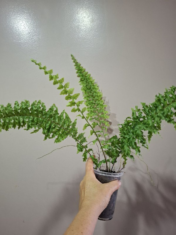 Минимонстера косая, большая монстера, маранта, суккуленты, бегония, сингониумы, папоротник 10